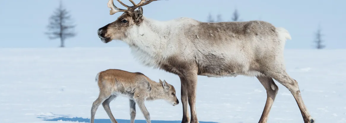 caribou female with young caribou female with young