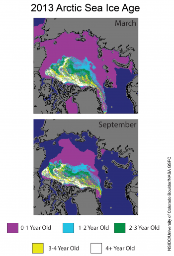 Figure 5. These images from March 2013 (top) and September 2013 (bottom) show the changes in multiyear ice between this year's sea ice maximum and minimum extents. In contrast to 2012, the record low extent year, multiyear ice tended to stay put, rather than being circulated around, which can expose it to warmer currents and winds that increase melt. Much of the Arctic ice cover now consists of first-year ice (shown in purple), which tends to melt rapidly in summer’s warmth. ||Credit: NSIDC courtesy Jim Maslanik, University of Colorado Boulder and Walt Meier, NASA Goddard Cryospheric Sciences |High-resolution image
