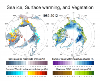 Figure 5. These charts show trends in spring sea ice, land surface warmth, open water area, and vegetation from 1982 to 2012. The percent trend highlights the size of relative changes in the Arctic.Sea ice (top left) is shown as percent concentration; land surface temperature (top right) is expressed as summer warmth index (SWI); open water (bottom left) is expressed as percent of area; and vegetation (bottom right) is shown as Maximum Normalized Difference Vegetation Index (MaxNDVI). Data are derived from AVHRR. ||Credit: U.S. Bhatt| High-resolution image 