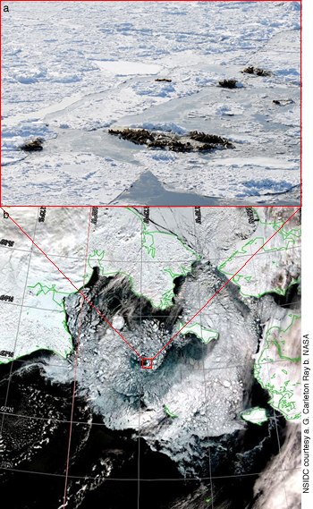 figure 5: seals on sea ice and a satellite map