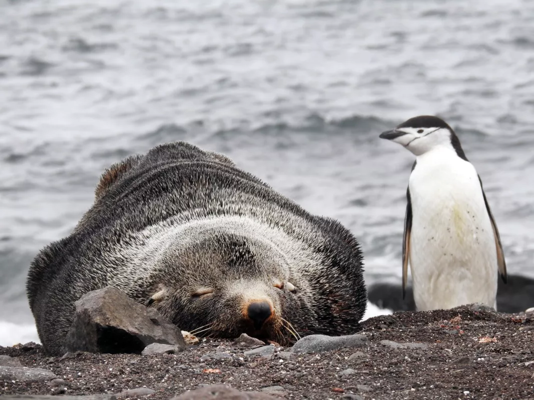 Seal and penguin on King George Island, Antarctica 