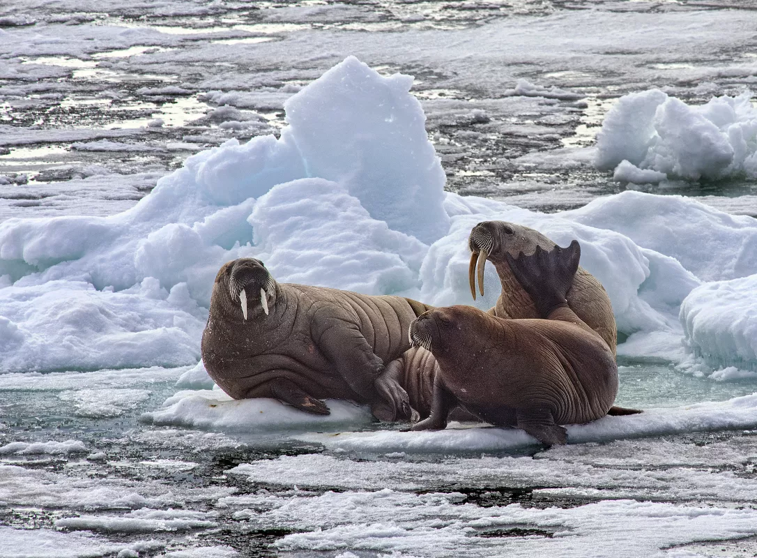 Walruses on sea ice near Siberian Coast of Arctic Ocean