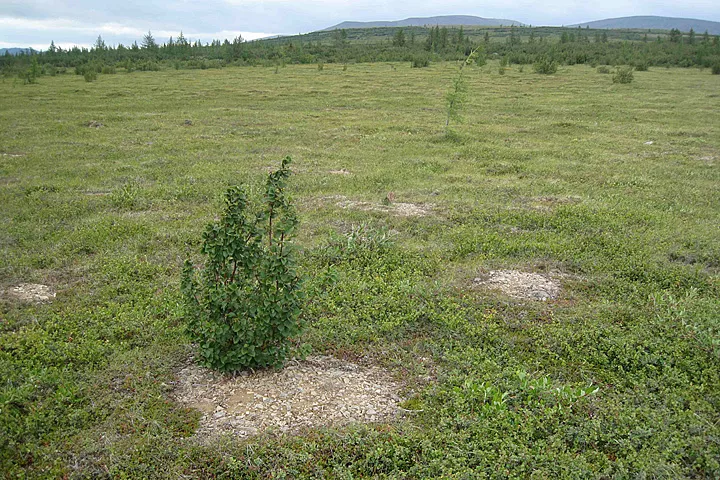 Longer growing seasons and warmer temperatures provide a more favorable environment for this alder seedling to colonize the Arctic tundra, which once was covered only by lichens and low-growing plants. As taller vegetation and shrubbery increase, they serve as an indicator of a strongly warming Arctic. (Photograph courtesy Gerald Frost, University of Virginia/NOAA Climate Watch)
