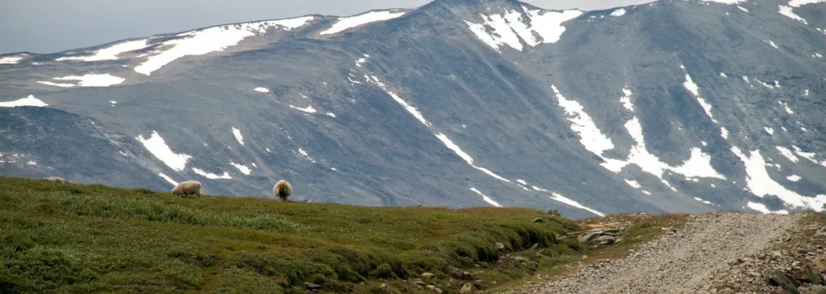 sheep grazing in Igaliku, Greenland sheep grazing in Igaliku, Greenland