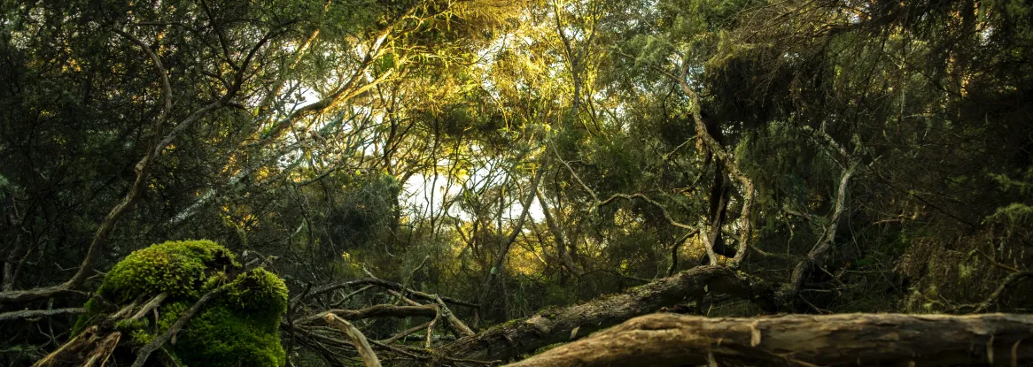 Dense forest Dense forest