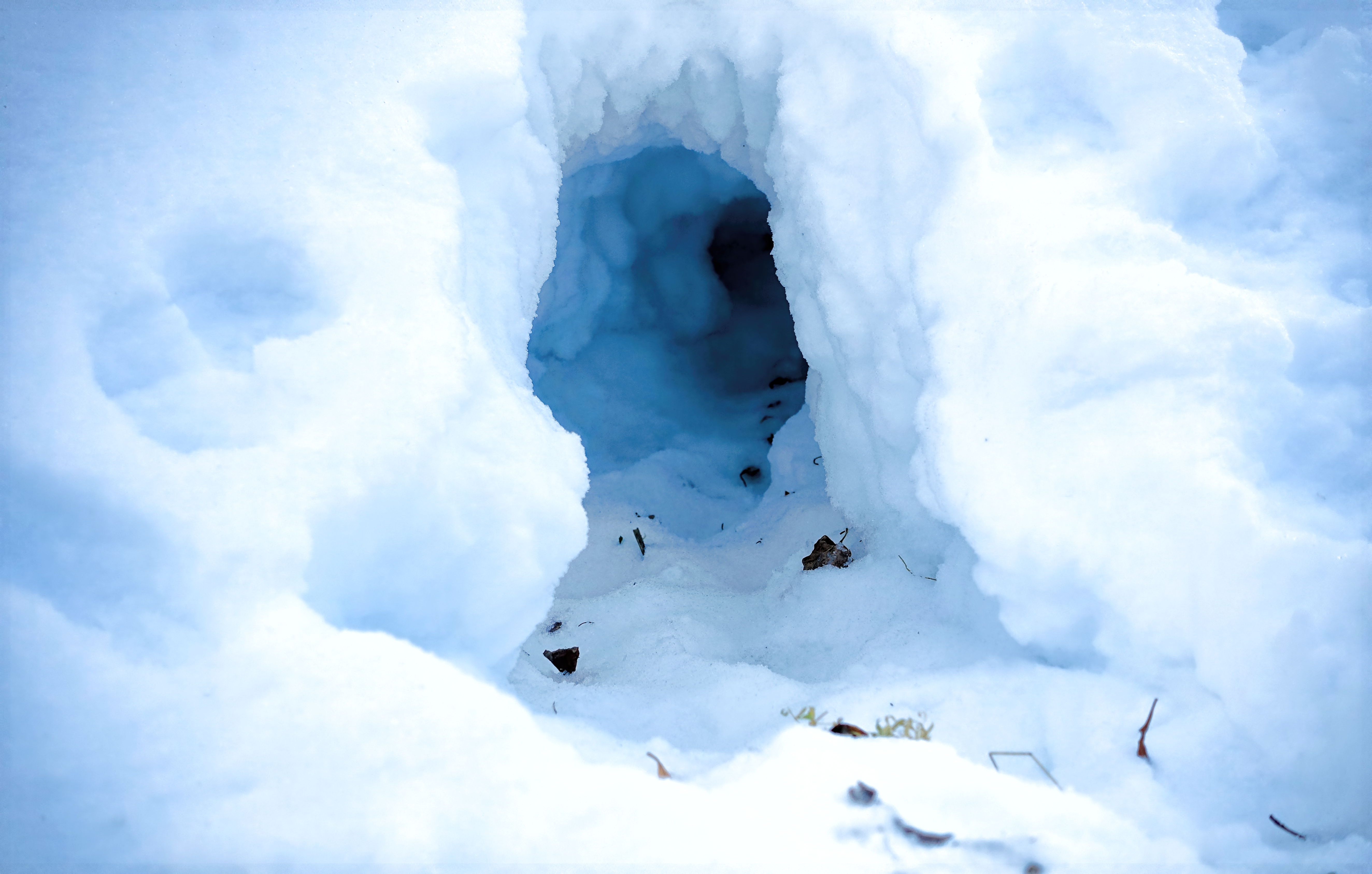 https://nsidc.org/sites/default/files/images/snow-cave-fox-Alaska.jpg