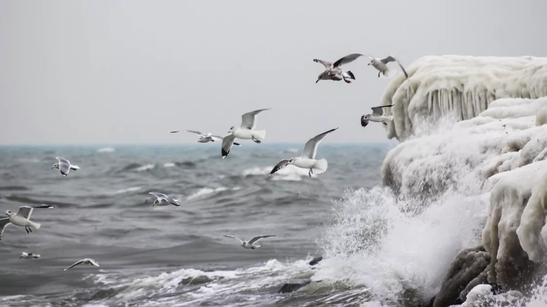 Birds flying off of harbor coast in Sweden