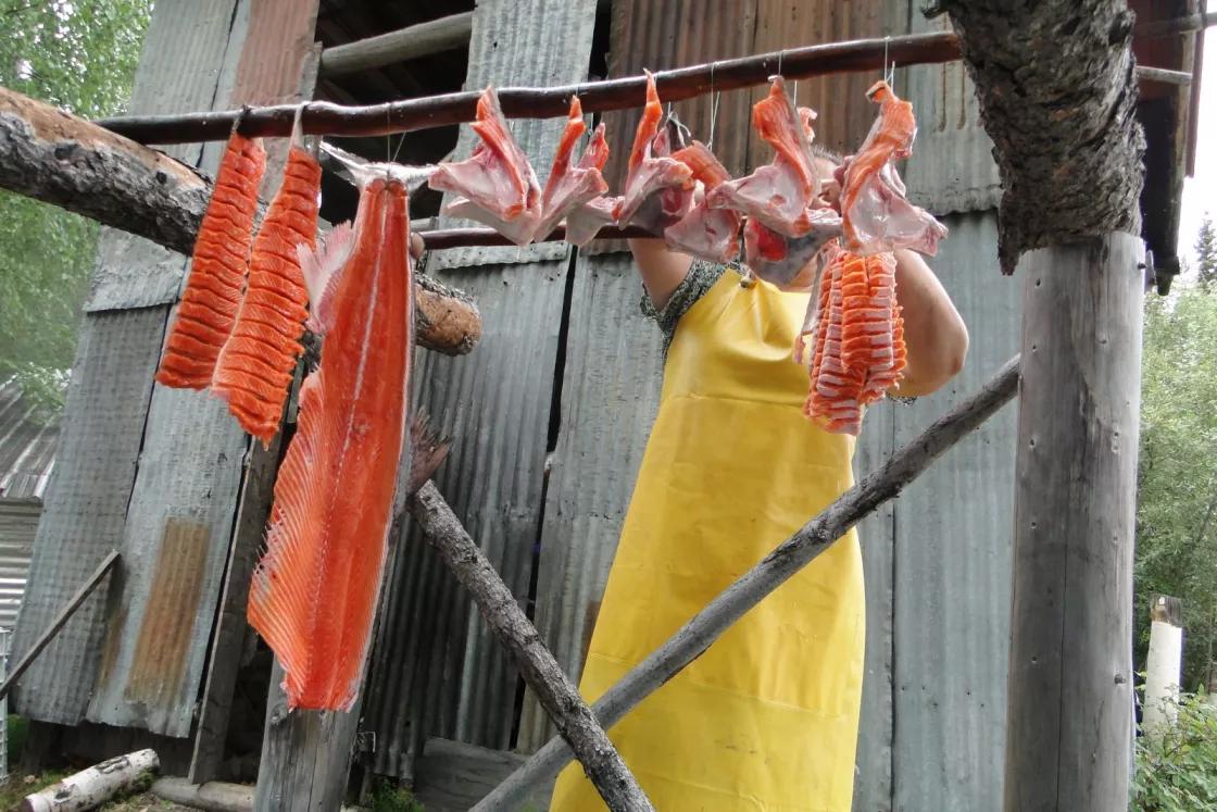 woman hangs salmon to dry