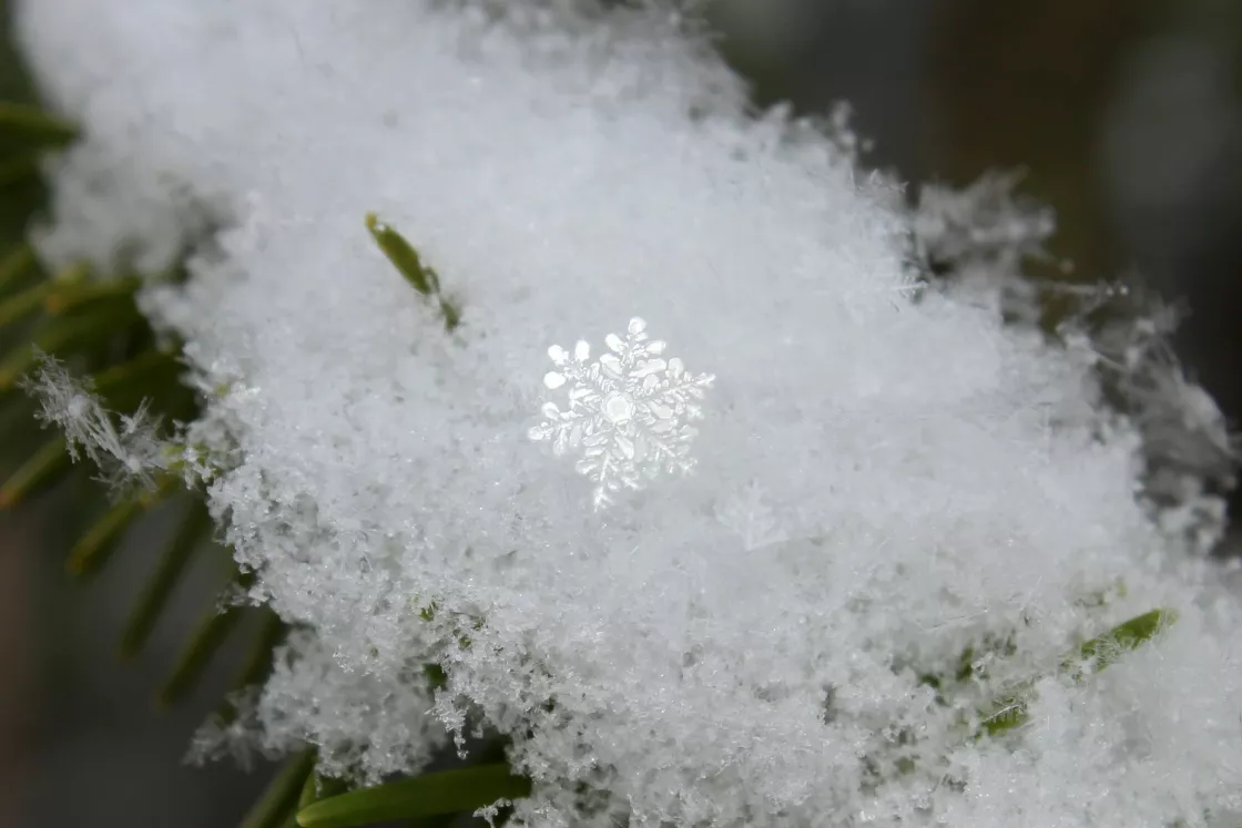 A intricate snowflake stands out in a cluster