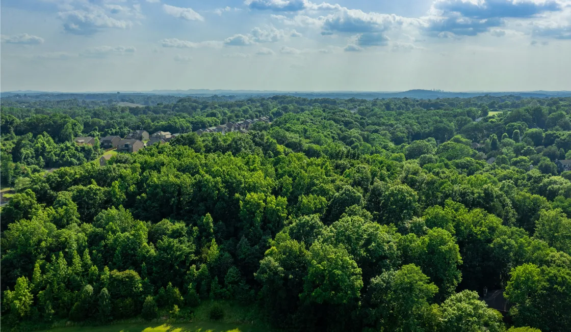 Dense vegetation outside of Nashville, TN