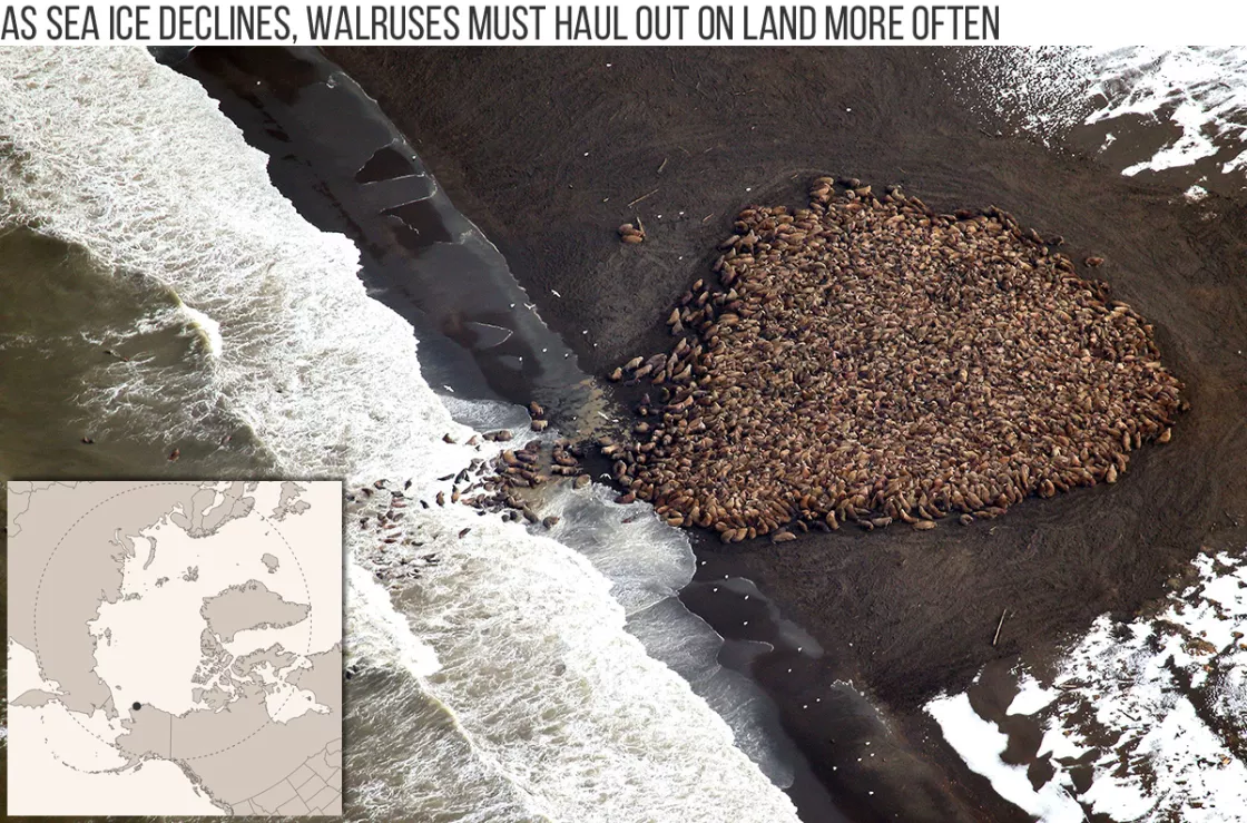 Aerial photo of walrus haulout