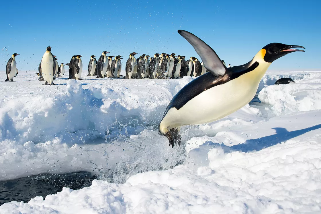 A jumping emperor penguin