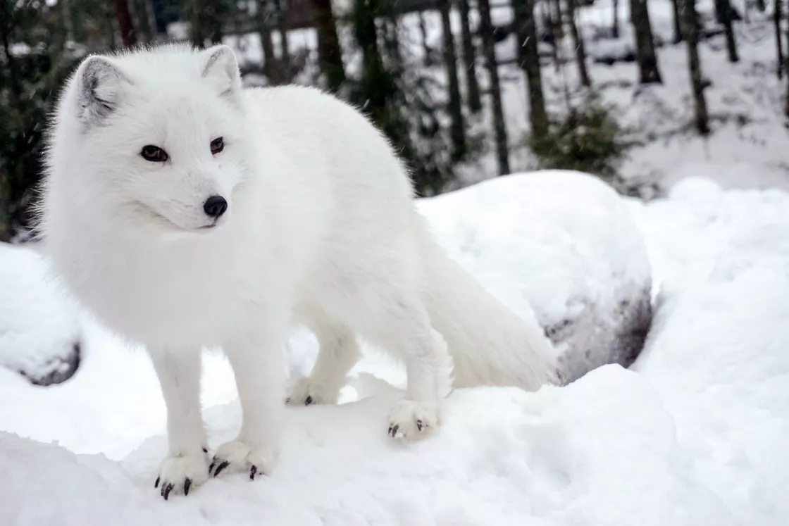 Arctic fox stands on snow