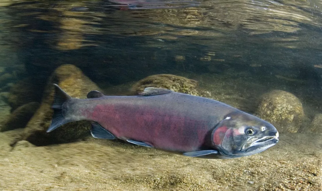 Chinook salmon swims in river