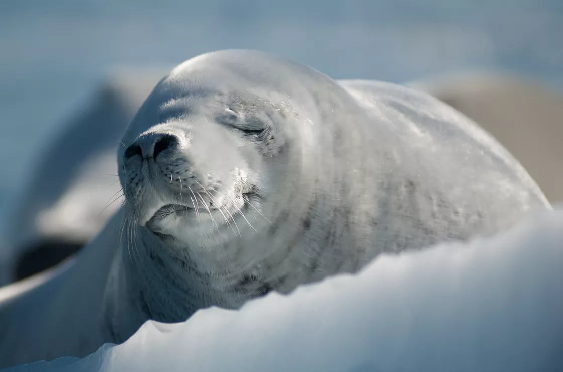 A crabeater seal on an ice floe