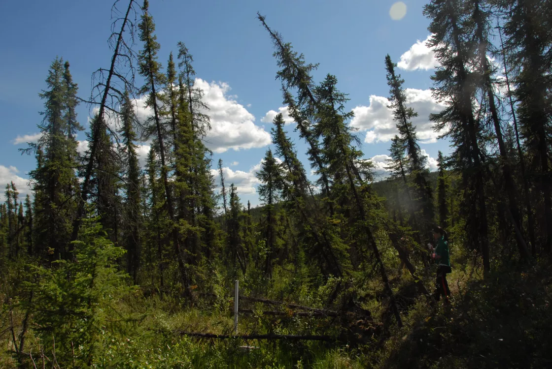 Trees tilt in a forest from permafrost thawing