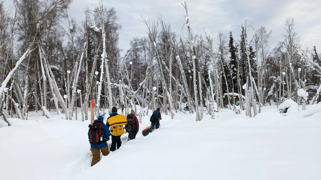 Several SnowEx team members break trail into the forest in search of site location to dig a snow pit. 