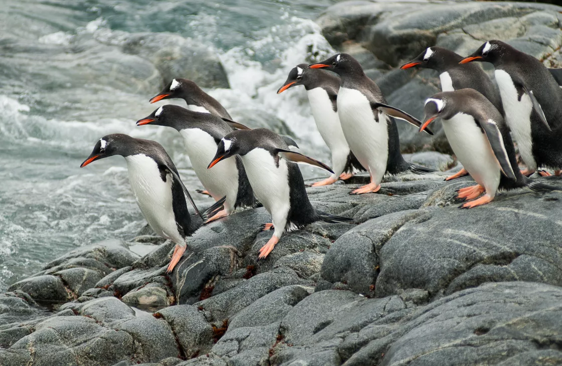 Gentoo Penguins in Antarctic Peninsula