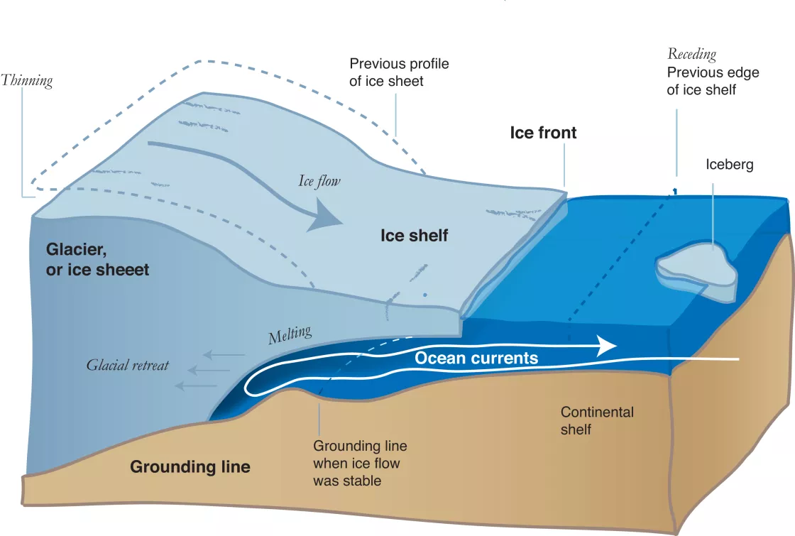 When bedrock slopes inward, warm, circumpolar deep water flows under the ice shelf, chewing away at the grounding line. As the glacier's base recedes, the brakes ease up and the accelerates which further thins and recedes the ice sheet.