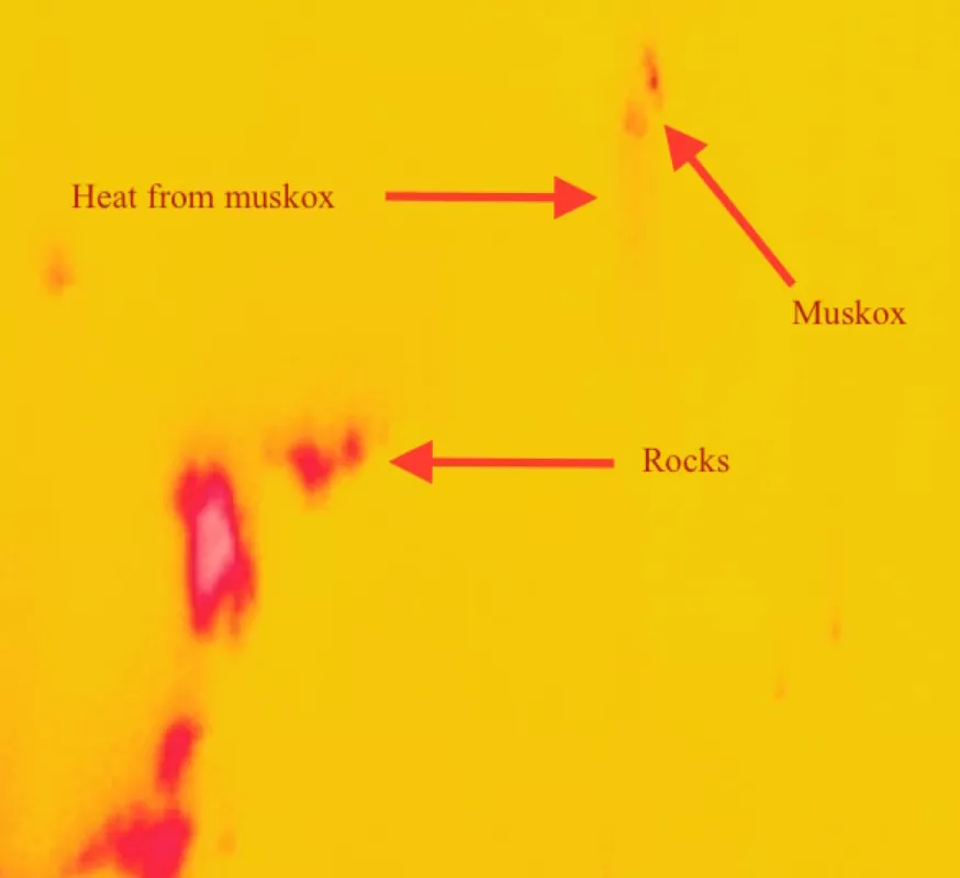 This image shows the combined FLIR and CAMBOT images. Red blurs show heat signatures left by the muskoxen.