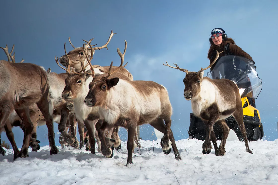 Annica Länta, a Sami in Lapland, northern Finland, herds reindeer on a snowmobile.