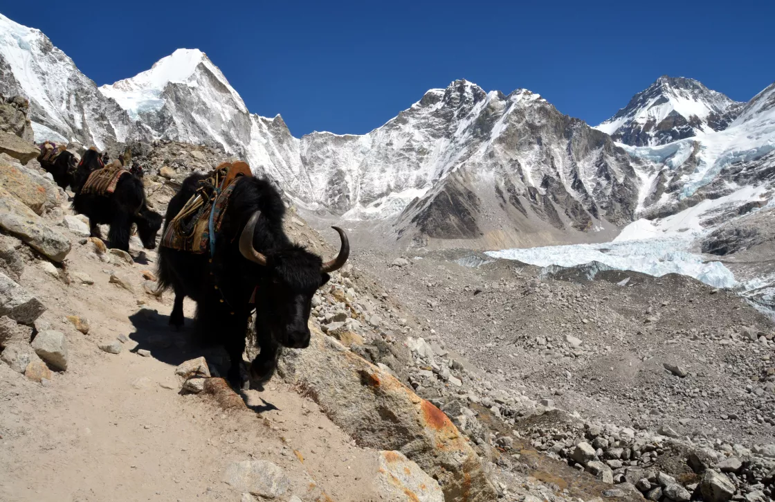 Yaks on Gorak Shep trail to Everest 