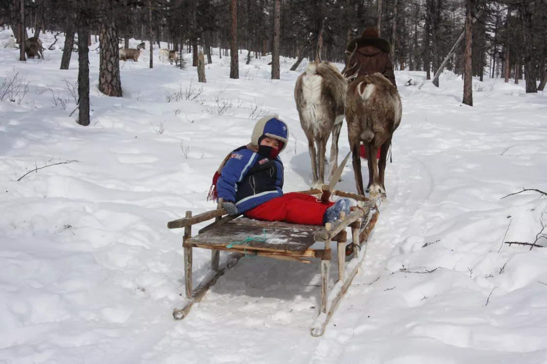 Reindeer pull a sled with an Evenki child