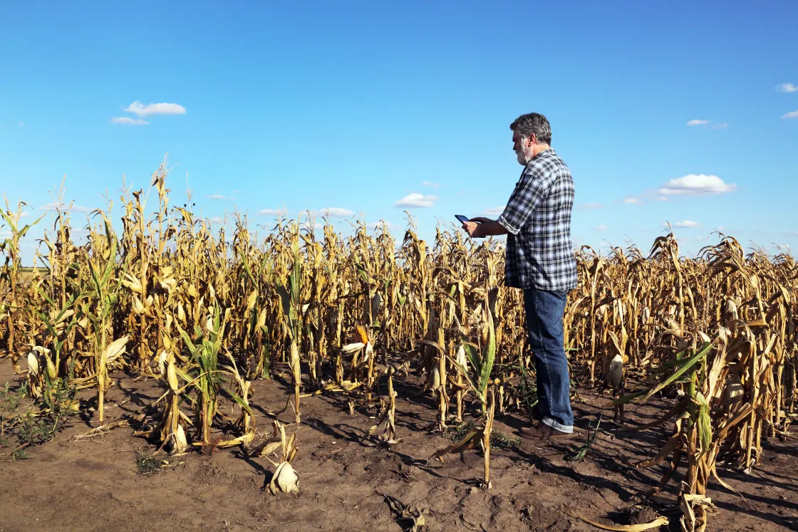 farmer stands amid devastated corn