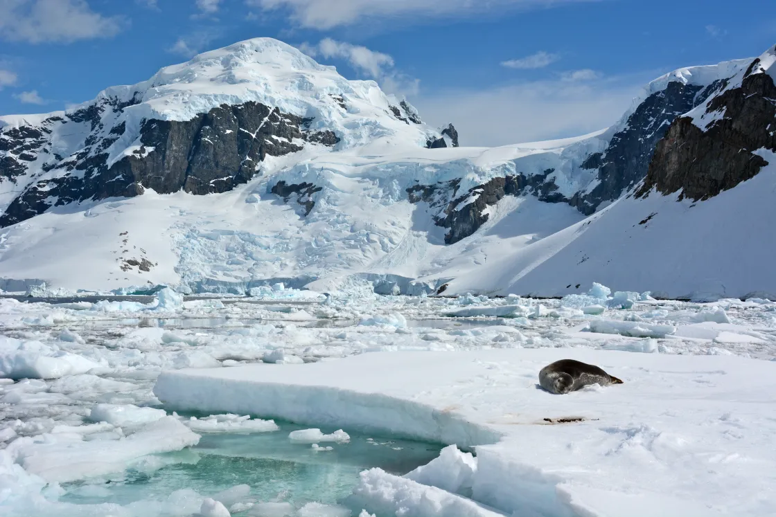 seal rets on an Antarctic ice shelf