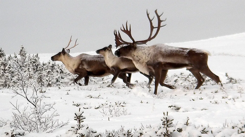 Photo of caribou on snowy landscape Photo of caribou on snowy landscape
