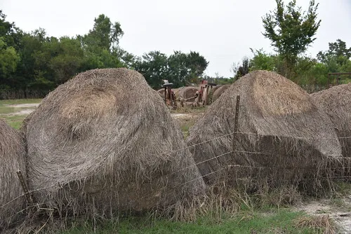 Photo of drenched bales of hay