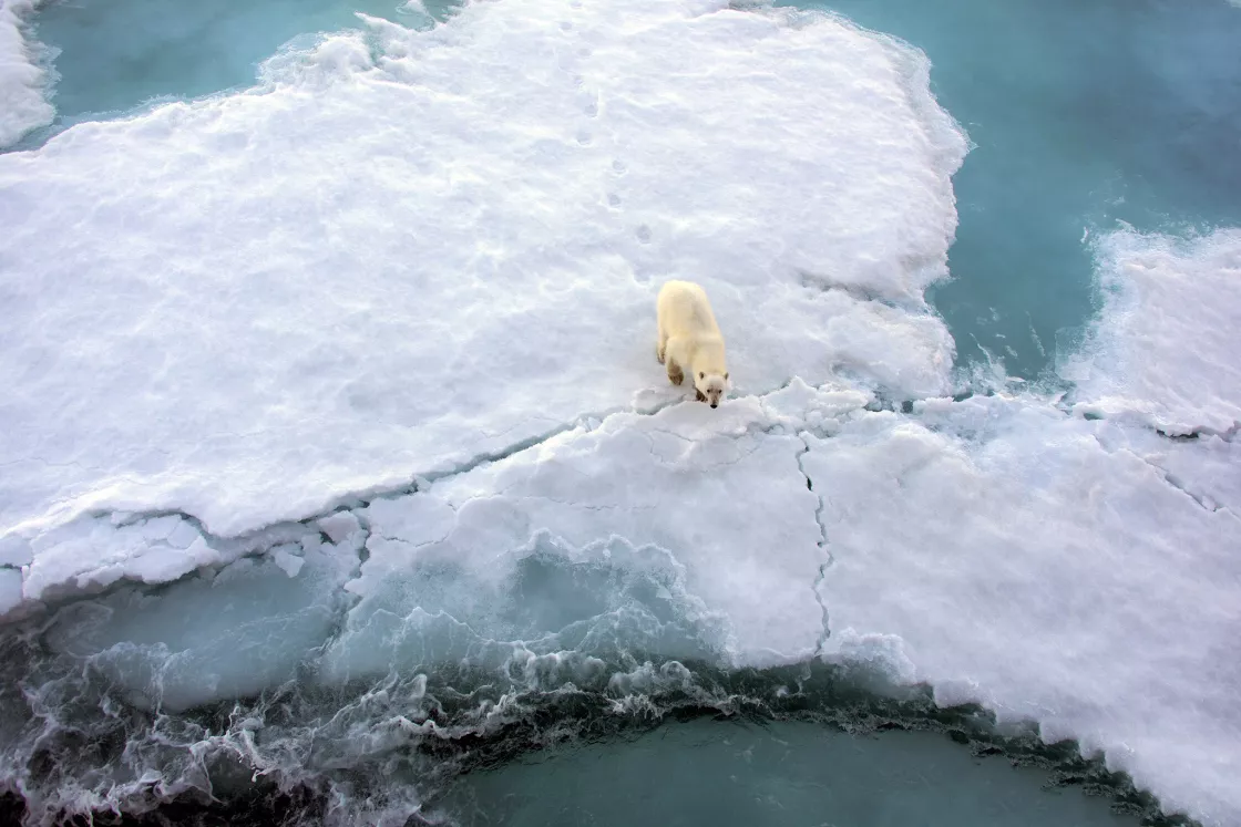 Polar bear on Arctic sea ice