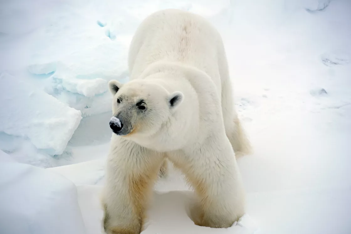 Polar bear on Arctic sea ice.