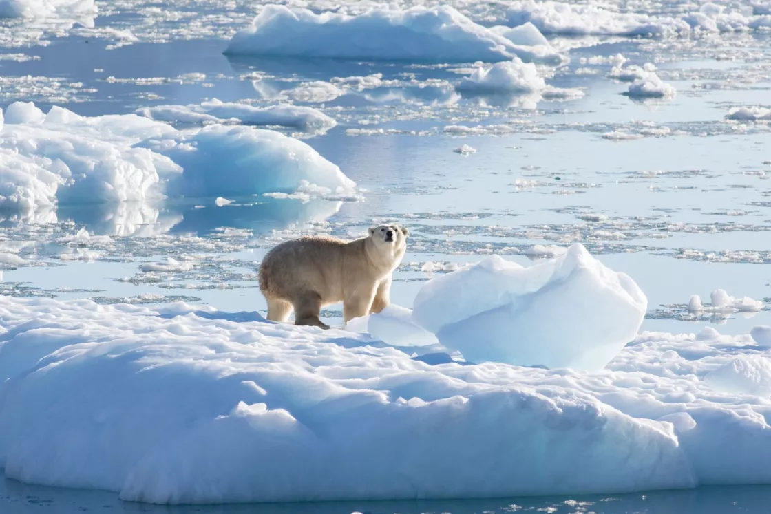 A new population of polar bears documented on the southeast coast of Greenland use glacier ice to survive despite limited access to sea ice. Image credit: Thomas Johansen, NASA