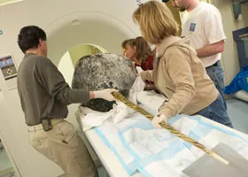 Researchers prepare to scan a narwhal