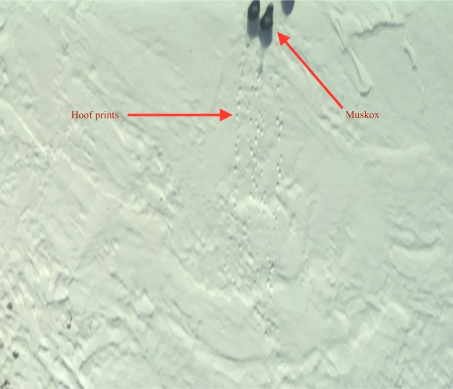 Muskoxen are seen in the upper right edge of the photo with their hoof prints trailing behind. This image was taken by the Continuous Airborne Mapping By Optical Translator (CAMBOT). Credit: NASA IceBridge