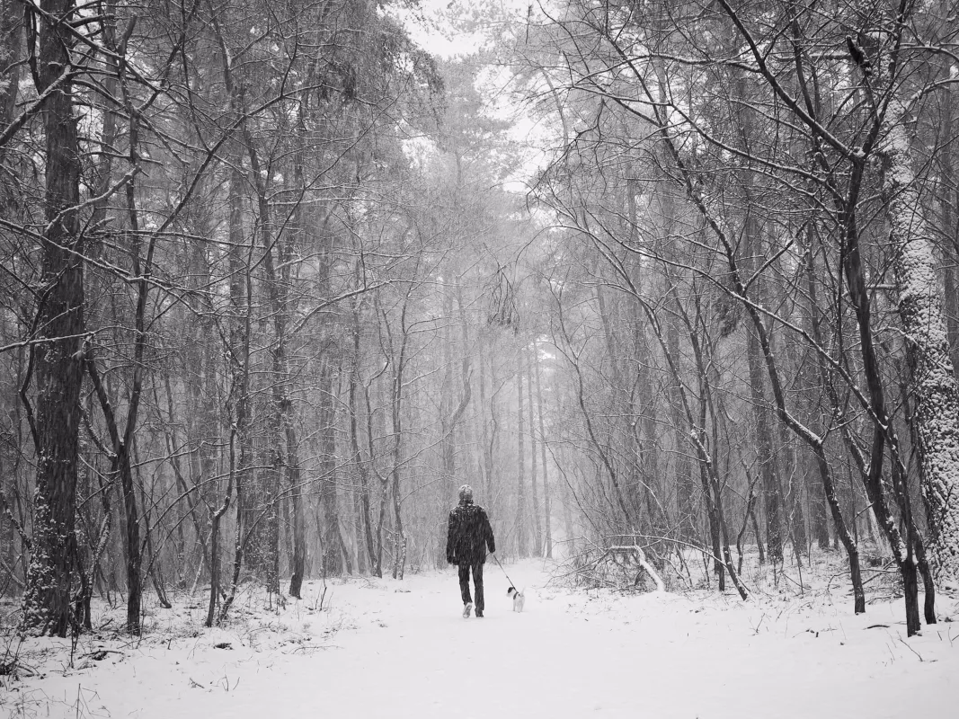 A man walks a dog in the woods during snowstorm in Poznań, Poland