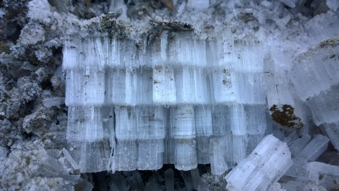 Long strands of needle ice appear out of frozen soil