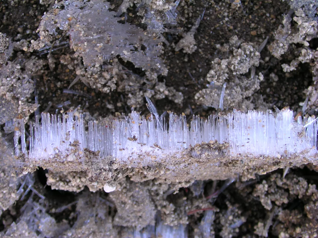 image of needle ice
