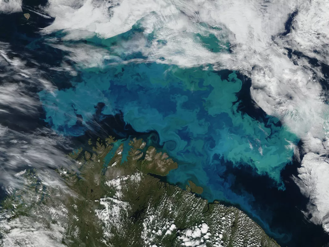 phytoplankton blooms in the Arctic Ocean near the Barents Sea