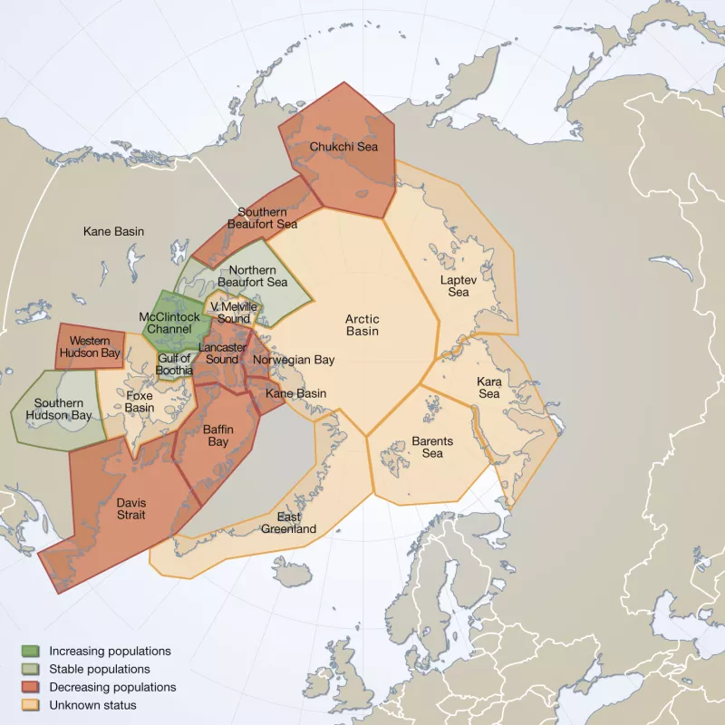 Map assessing 19 polar bear subpopulations across the Arctic