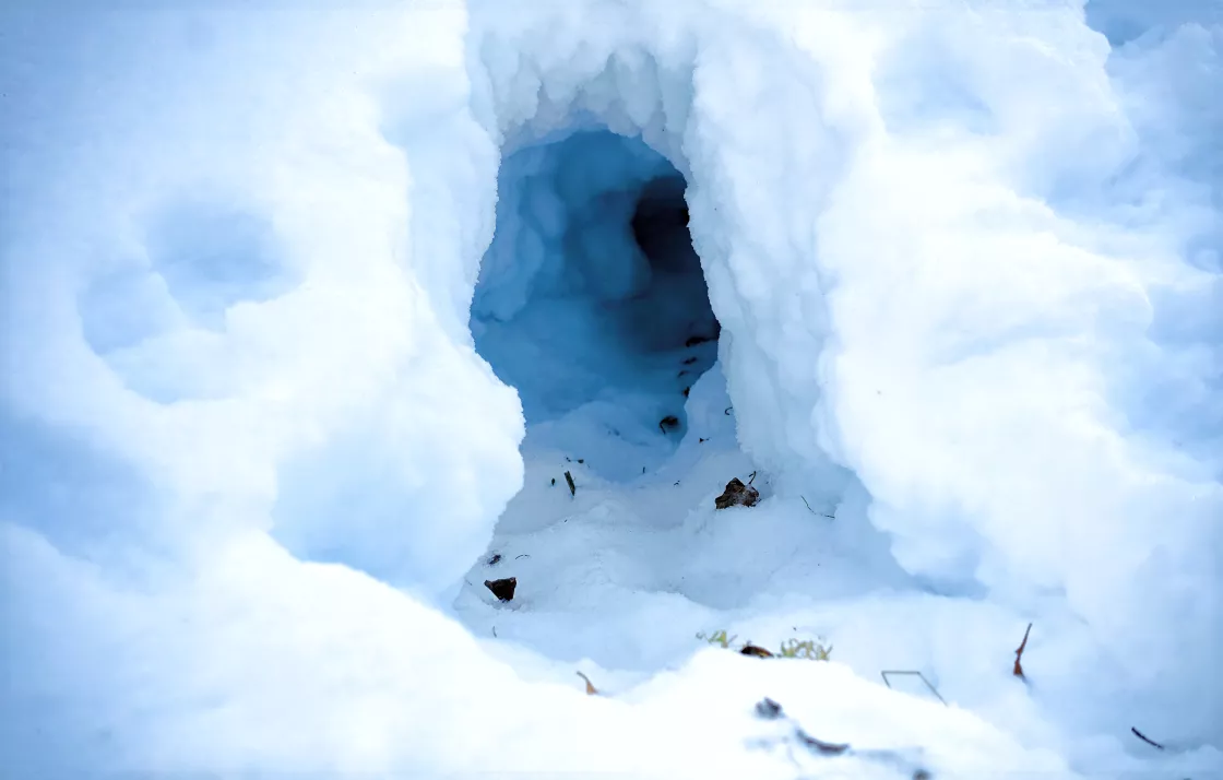 A fox makes a snow cave in deep snow