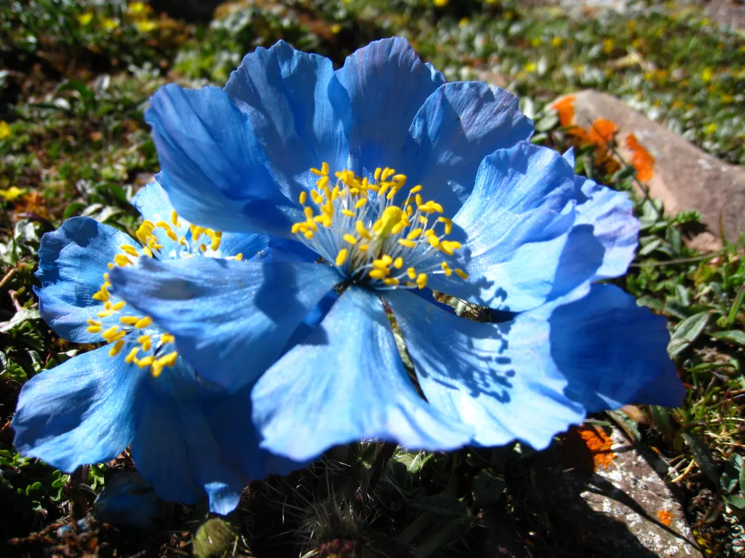 Photo of blue flower found in tundra in Asia
