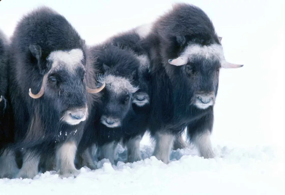 Muskoxen are large bovines that live in Greenland and the Canadian Arctic.