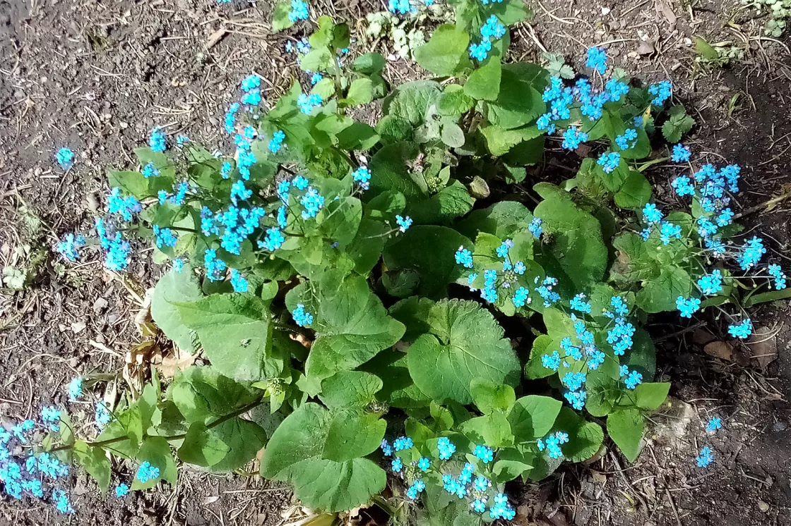 Photo of forget-me-nots