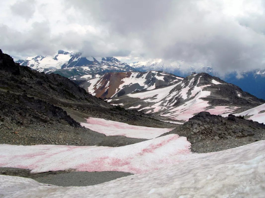 watermelon snow looks pink or red