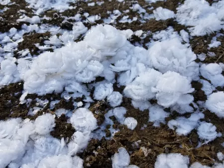 Hoar frost shaped like flowers