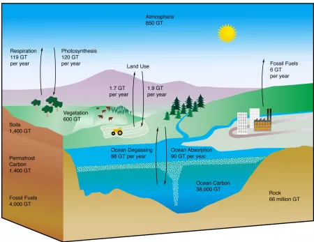 illustration of the carbon cycle
