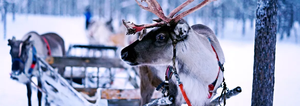 Reindeer pull a sled in Ivalo, Inari, Finland, home to the Saami. Norman Tsui/Unsplash