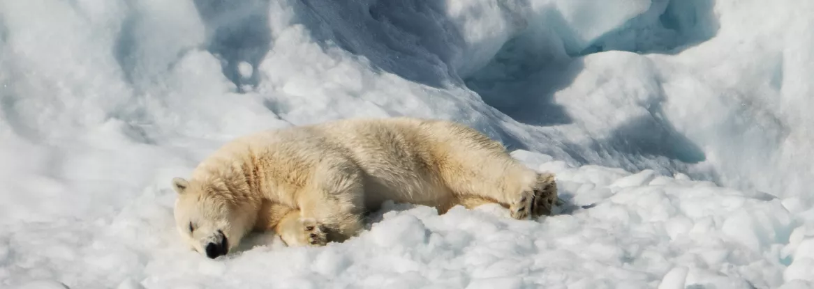 Polar bear on ice by Annie Spratt/Unsplash